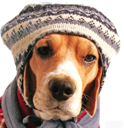 Photo of a beagle (dog) in a gray stocking cap and scarf.