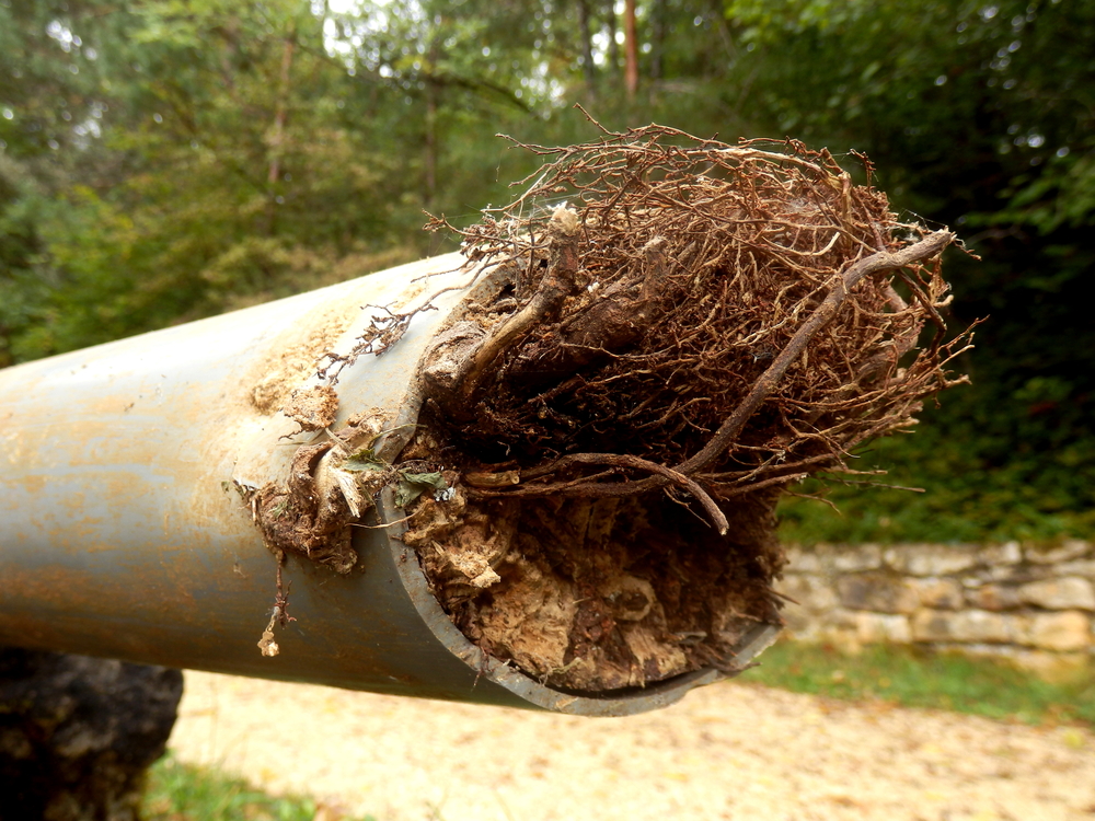 An excavated sewer line clogged with roots.